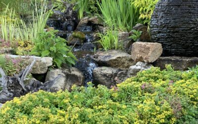 20+ Years of Excellence: Why Aqua Landscapes is Chicagoland’s Water Feature Authority