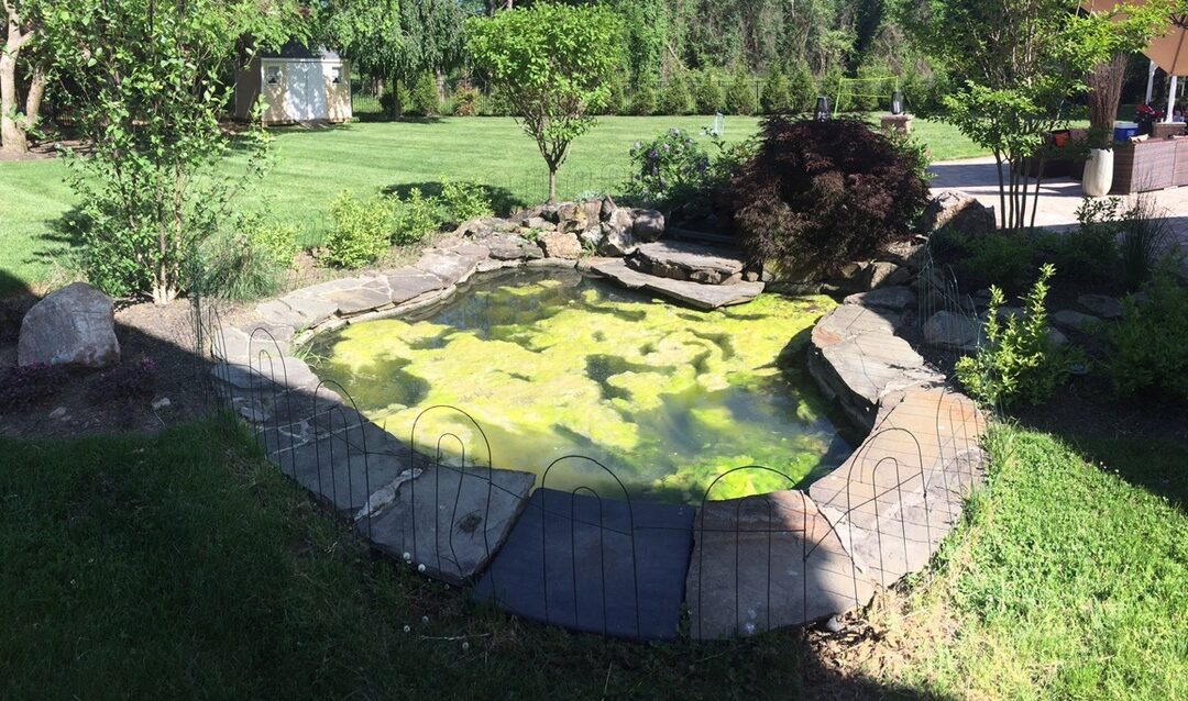 Continuous Algae Control & Water Treatments for Crystal Clear Pond Water All Season
