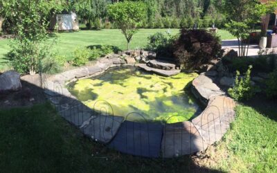 Continuous Algae Control & Water Treatments for Crystal Clear Pond Water All Season