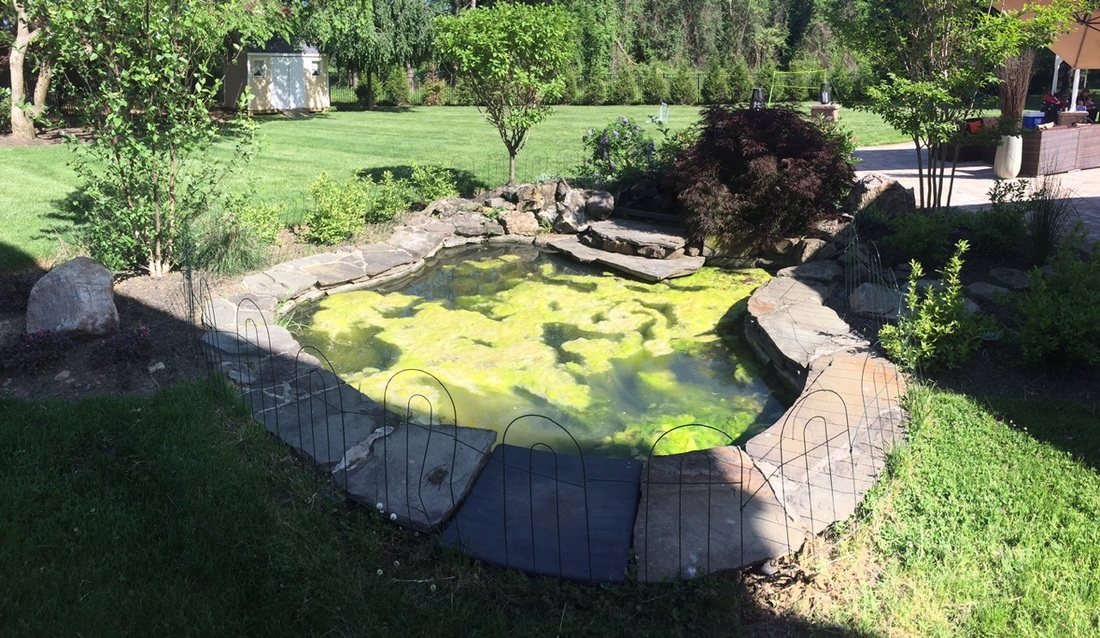 algae