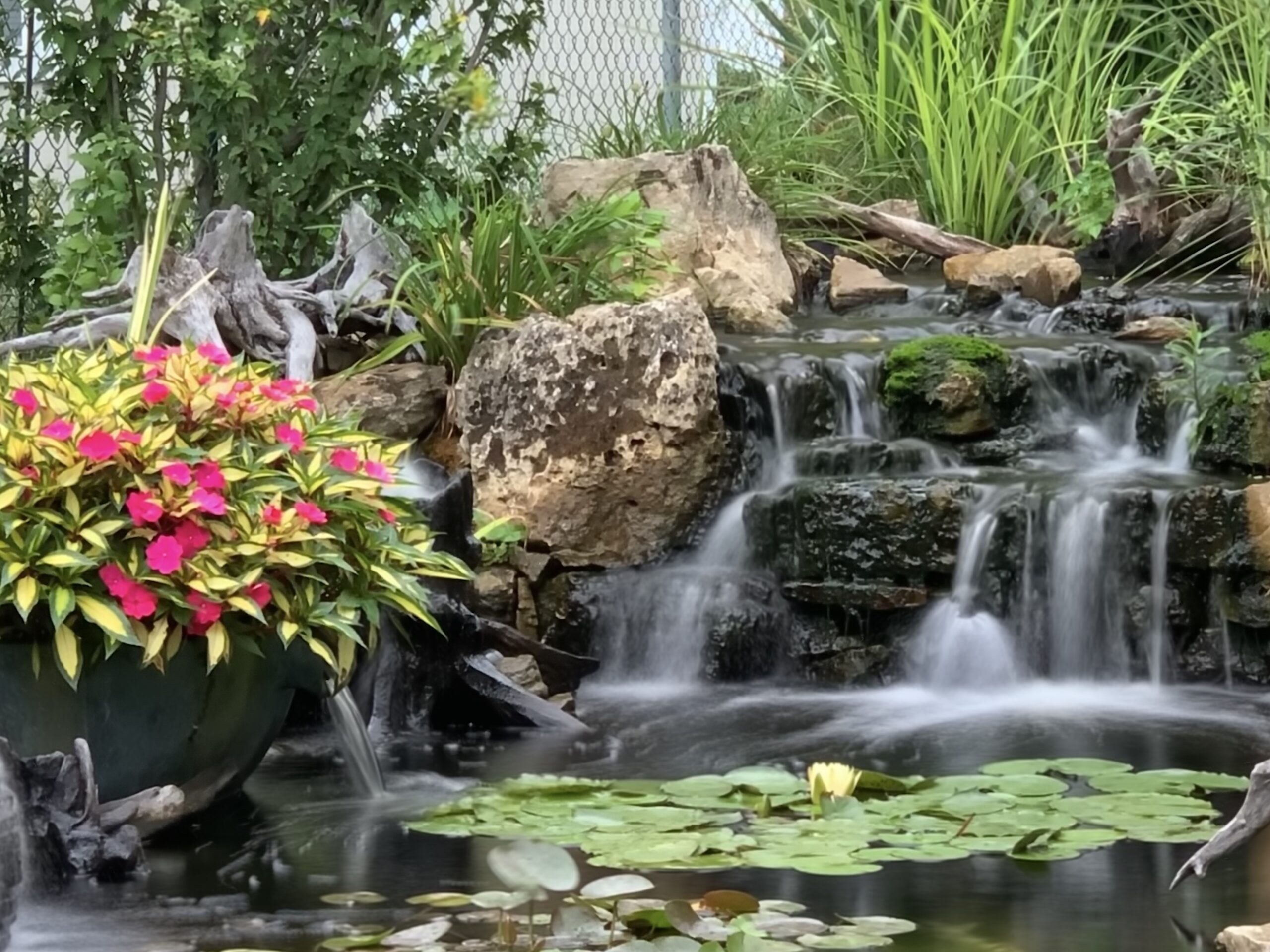 Waterfall and pond with flowers