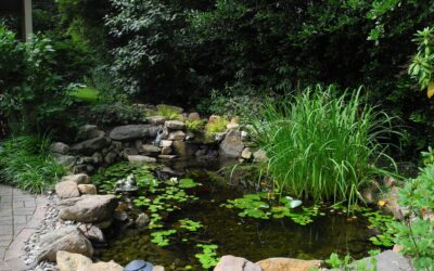 Beyond the Basics: Why Aqua Landscapes Stands Out in Chicagoland Water Features